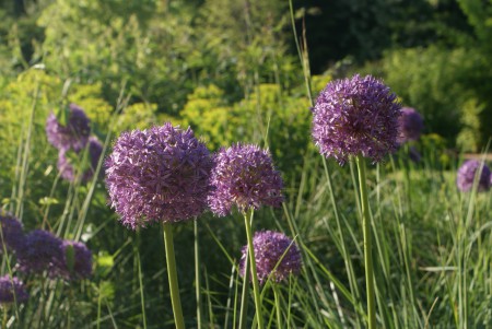 Allium Giganteum